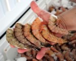 Pesca de camarón: dimos batalla contra acuerdo antidemocrático