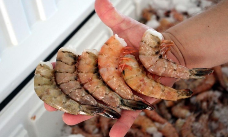 Pesca de camarón: dimos batalla contra acuerdo antidemocrático